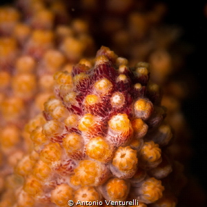 Orange coral_Vallarta_2022
(Canon 100mm,t1/250,f/13,iso125) by Antonio Venturelli 